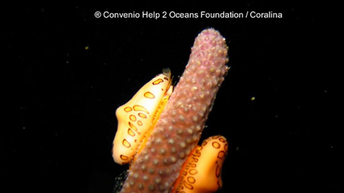 Gastropods (26)
